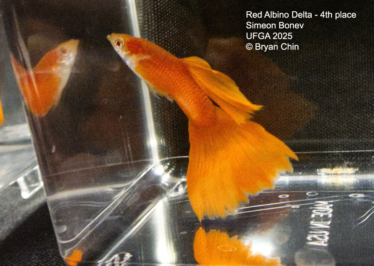 Guppy Red Albino